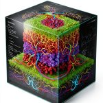 Tissue Engineering eBook Springer Print Replica-0