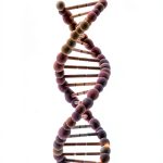Genetics for Beginners Kindle Store Book-0